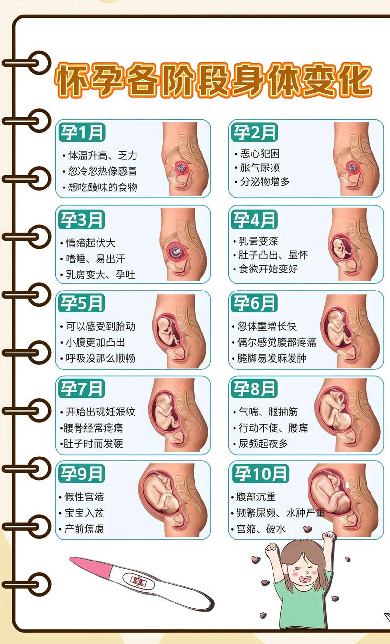 揭秘供卵代孕妈妈怀孕小腹分两节，孕期变化的奥秘新疆代生机构: